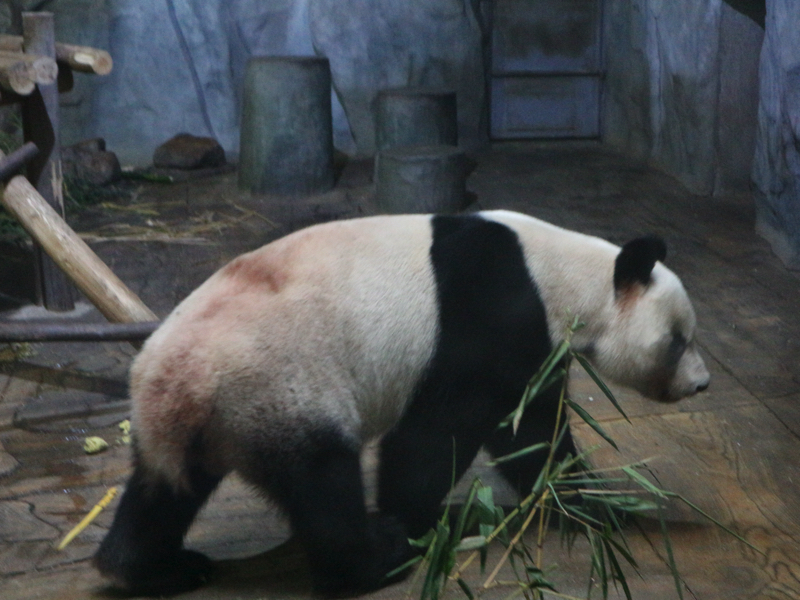深セン野生動物園(パンダ)