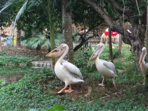 深セン野生動物園(ペリカン)