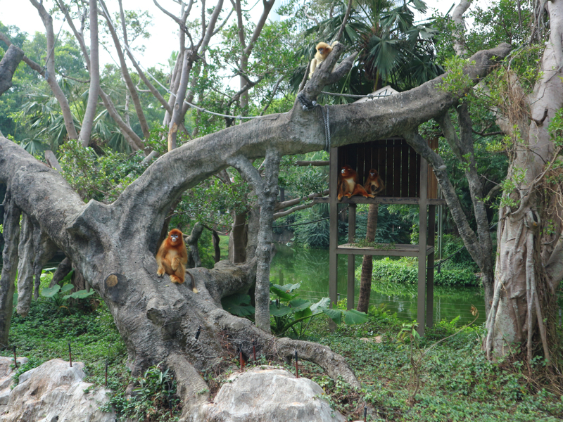 深セン野生動物園(猿)