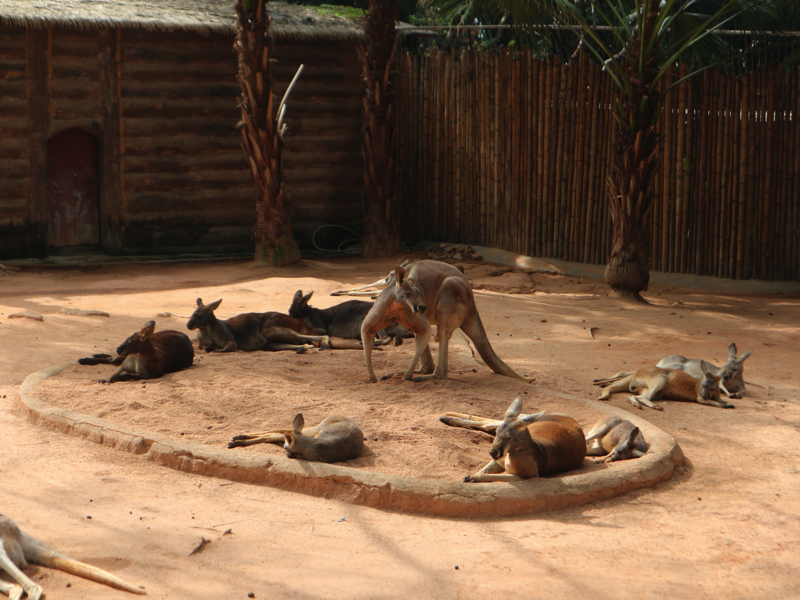 深セン野生動物園(カンガルー)