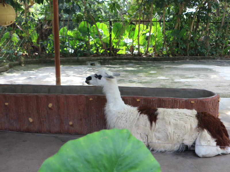 深セン野生動物園(アルパカ)