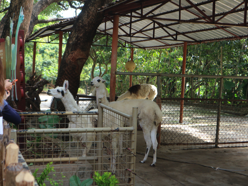 深セン野生動物園(アルパカ餌やり)