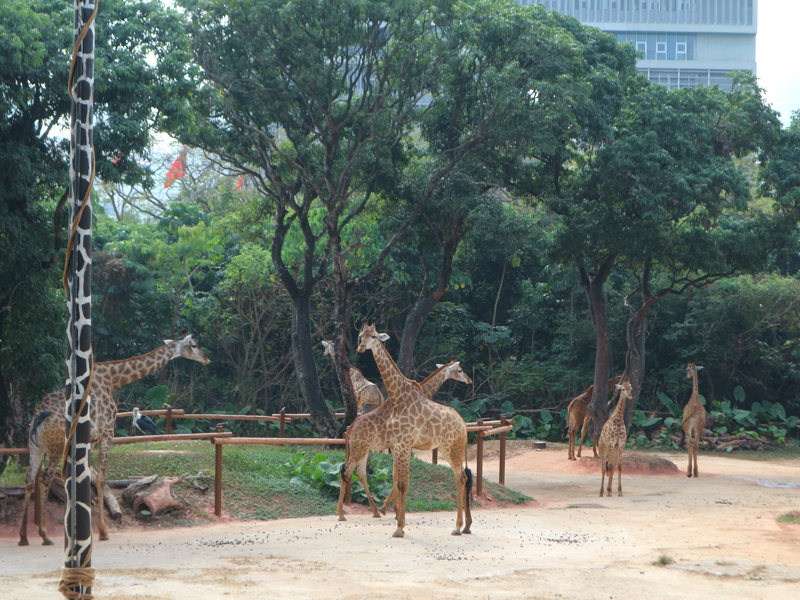 深セン野生動物園(キリン)