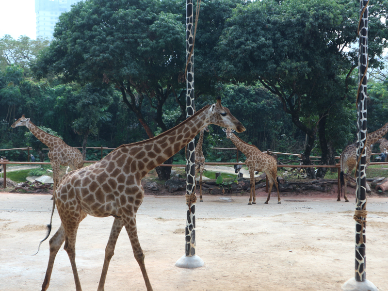 深セン野生動物園(キリン)