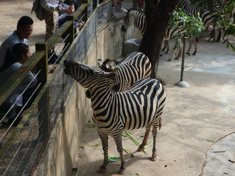 深セン野生動物園(シマウマの餌やり)