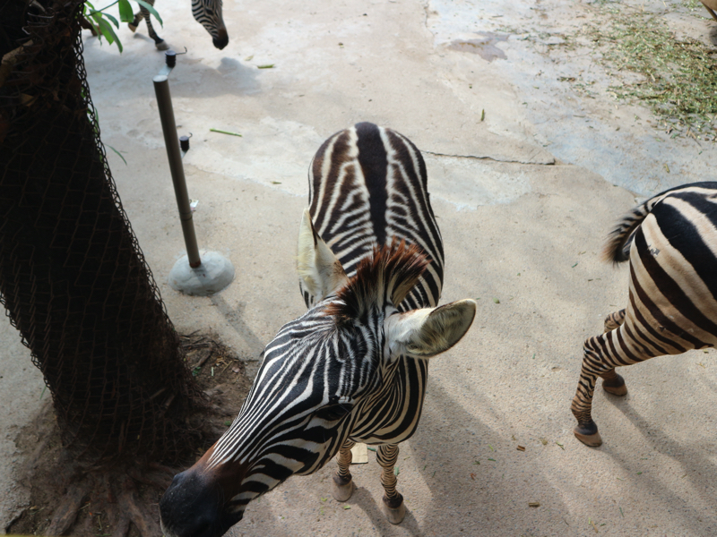 深セン野生動物園(シマウマ)