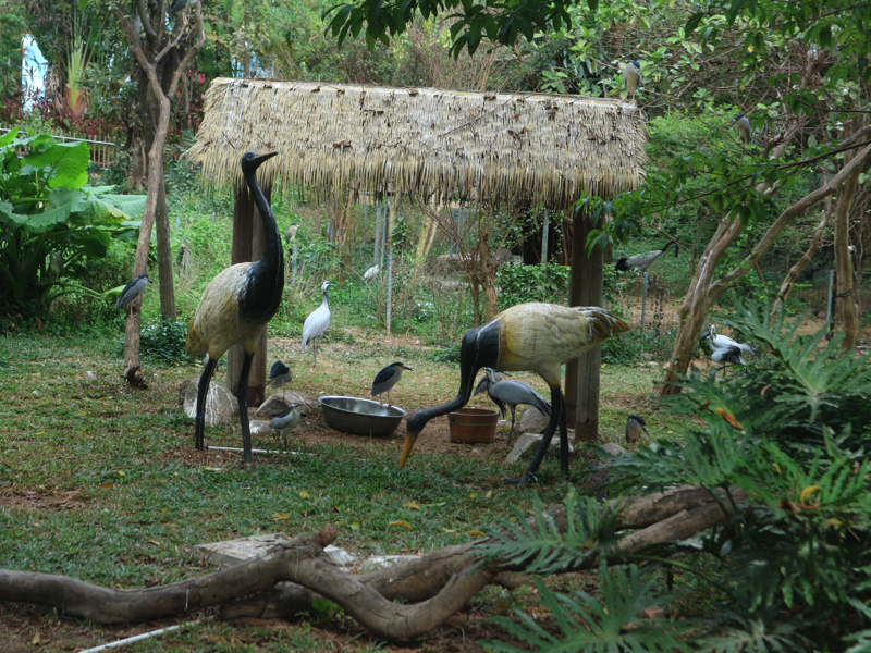 深セン野生動物園の鳥