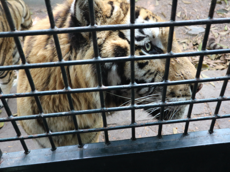 深セン野生動物園(至近距離のトラ)