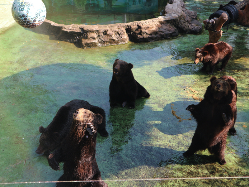 深セン野生動物園(熊の餌やりスポット)